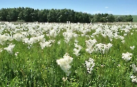 Лесопосадки А.Н. Карамзина на Белом хуторе