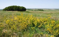Урочище Три Шишки