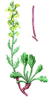Левкой великолепный – Matthiola superba Conti