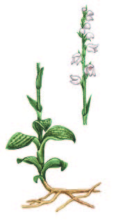 Гудайера ползучая – Goodyera repens (L.) R. Br.