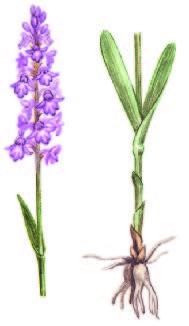 Кокушник комарниковый (рогатый) – Gymnadenia conopsea (L.) R. Br.
