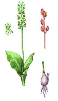 Мякотница однолистная – Malaxis monophyllos (L.) Sw.