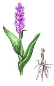 Пальчатокоренник мясо-красный – Dactylorhiza incarnata (L.) Soo.