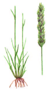Тонконог жестколистный – Koeleria sclerophylla P. Smirn.