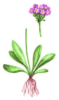 Примула длиннострелочная – Primula longiscapa Ledeb.