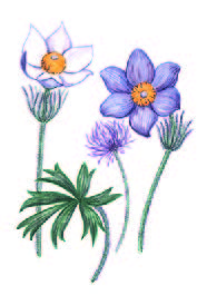 Прострел раскрытый – Pulsatilla patens (L.) Mill. s. str.
