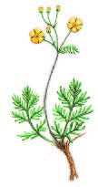 Лапчатка Эверсманна – Potentilla eversmanniana Fisch. ex Ledeb.