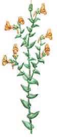 Льнянка меловая – Linaria cretacea Fisch. ex Spreng.