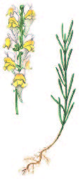 Льнянка длиннохвостая – Linaria macroura Bieb.