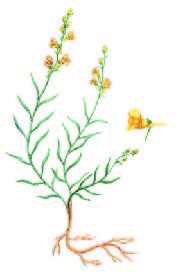 Льнянка уральская – Linaria uralensis Kotov