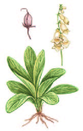 Наперстянка крупноцветковая – Digitalis grandiflora Mill.