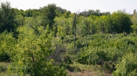 Урочище Мечетка