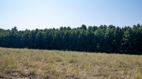 Черноольшаник у с. Изобильного