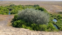 Гора Змеиная (Ханская гора, Могила хана, Михайловская гора). Август 2021 года