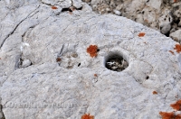 Шапка Мономаха. Май 2013 года