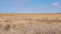 Шубинская степь