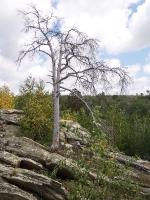 Карагайский бор и ущелье на реке Губерле