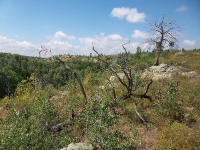 Карагайский бор и ущелье на реке Губерле