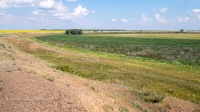Карабаторская старица. Июль 2021 года