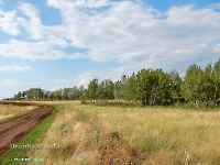 Сыртово-Каргалинские лески. Июль 2023 года