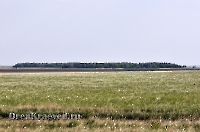 Джасайский осинник