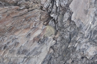 Реликтовая лиственница. Май 2012 года