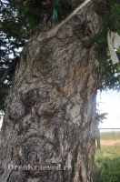 Реликтовая лиственница. Май 2012 года