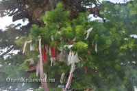 Реликтовая лиственница. Май 2012 года