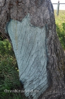 Реликтовая лиственница. Май 2012 года