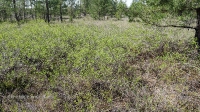 Шийлиагашский вишарник