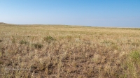 Карабутакская степь