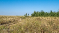 Карабутакские лески. Июль 2022 года