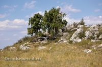 Большая Белая Шишка (Осетинская Шишка)