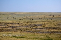 Карабутакский гранитный массив (скалы Шонкал). Июль 2012 года