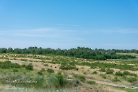 Белоглинские колки. Июнь 2023 года