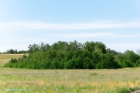 Белоглинские колки