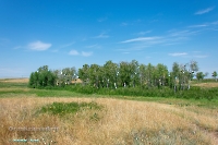 Белоглинские колки