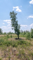 Лес Сибай. Июнь 2021 года