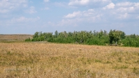 Лес Сибай. Июнь 2021 года