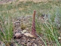 Аулганское ущелье. Июль 2012 года