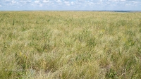 Урочище Чертово Городище. Июнь 2020 года
