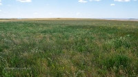 Урочище Чертово Городище. Июнь 2020 года