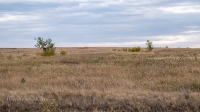 Ясная степь