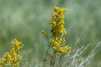 Озеро Карамола. Июнь 2025 года