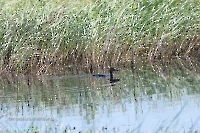 Озеро Карамола. Июнь 2025 года