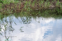 Ащисайский пруд. Июнь 2025 года