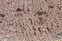 Ащисайский пруд. Июнь 2025 года