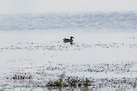 Озеро Айке. Июнь 2025 года