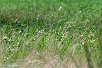 Верхнетущесайский пруд. Июнь 2025 год