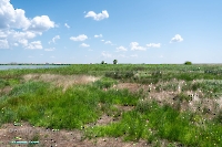 Верхнетущесайский пруд. Июнь 2025 год